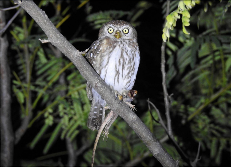 Little owl